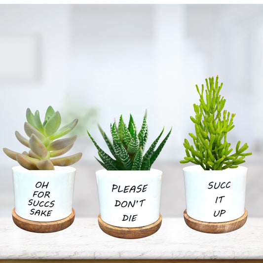 Sassy Succulent Planter/Pot with Wooden Plate